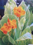 Tropicanna Gold Canna Lily